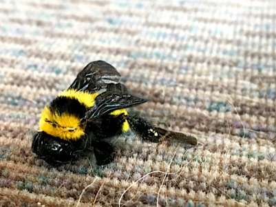 The Last Buzz Was Memorable