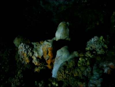 Xerri`s Grotto, Gozo, 01 / 2011