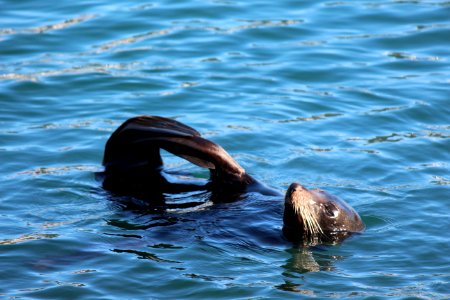 NZ fur seal, napping
