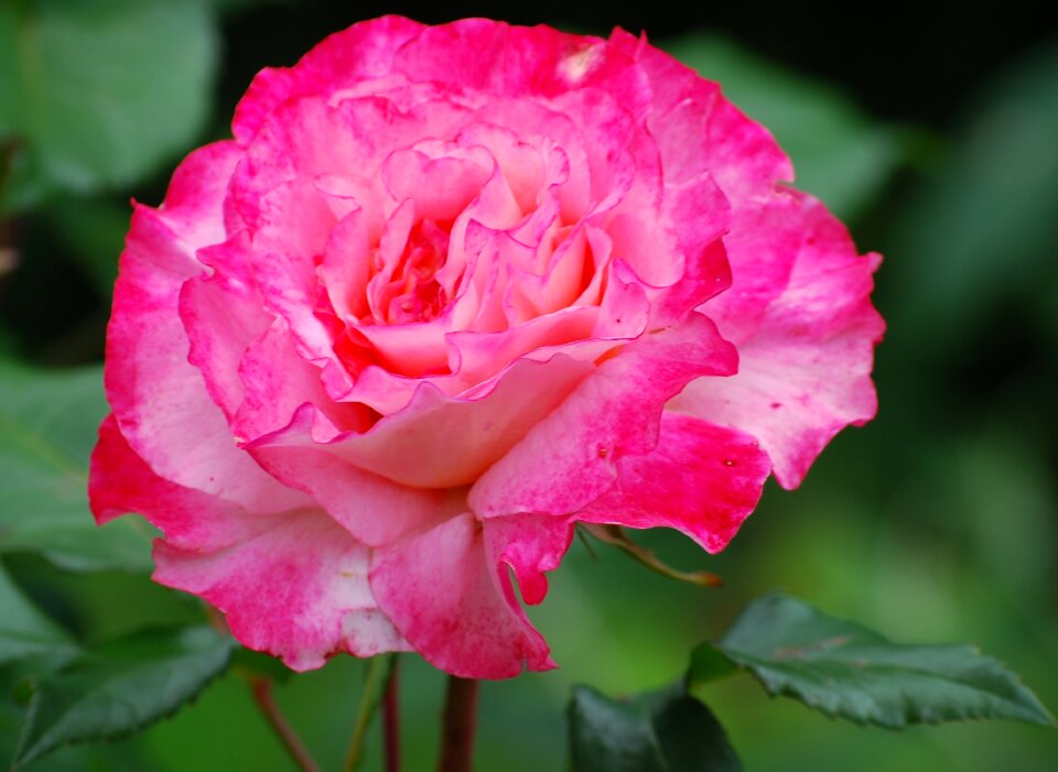 Plant romantic garden rose