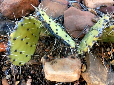 Prickly Zig Zag