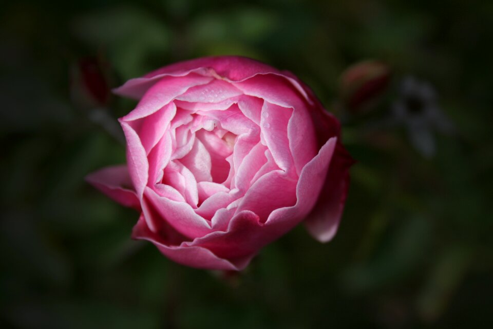 Pink peaceful mood