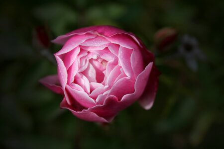 Pink peaceful mood