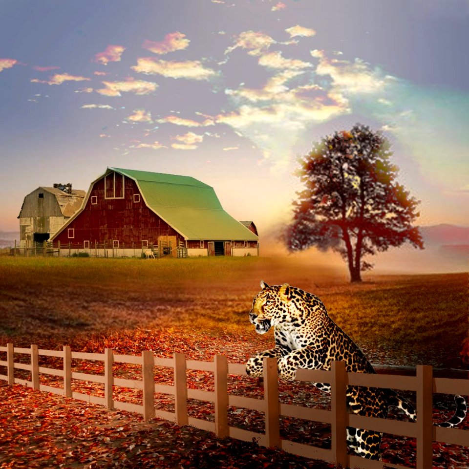 The leap of the jaguar