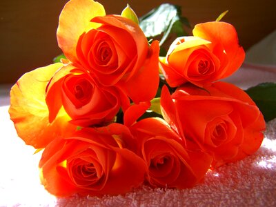Orange-red rose bouquets cut flower photo