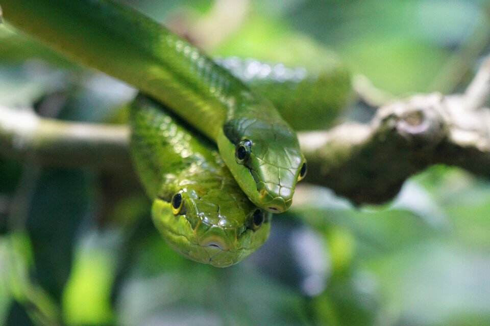 Snakes green reptile