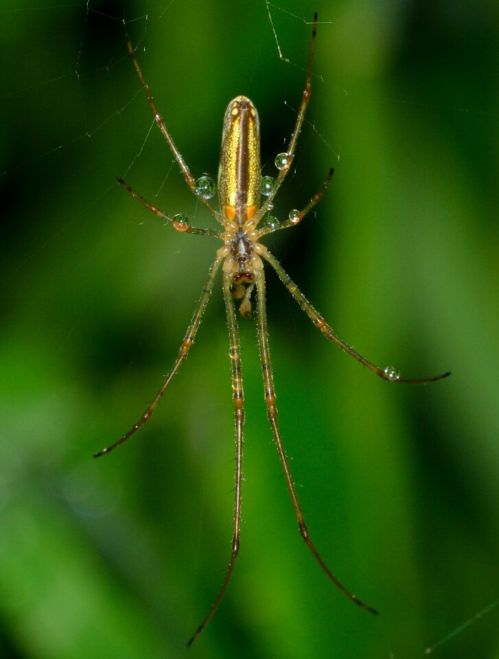 Spiders tetragnatha extensa