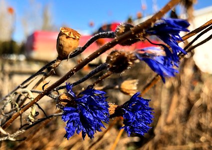 2019/365/294 Wildflower Staying Power