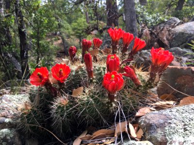 Cactus in the Forest photo