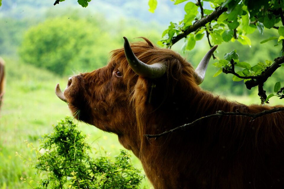 Meadow ruminant tongue
