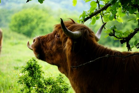 Meadow ruminant tongue