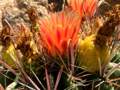 Full On Barrel Cactus photo