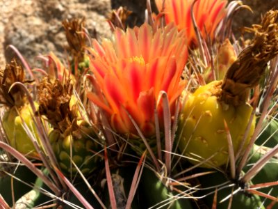 Full On Barrel Cactus