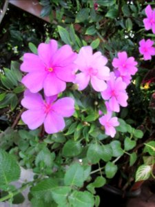 Pervinca