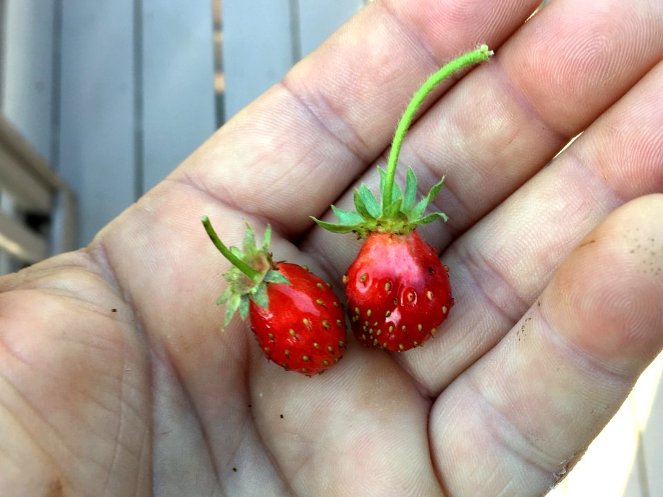 My Strawberry Glass is Partly Full