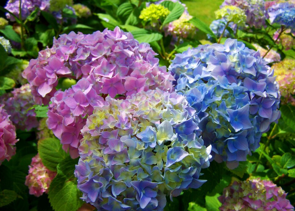 Light blue pink flower garden