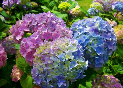Light blue pink flower garden photo