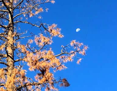 Moon Over Dead Pine Tree