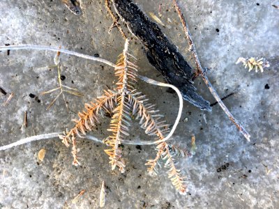 2019/365/82 Assemblage By Melting Snow