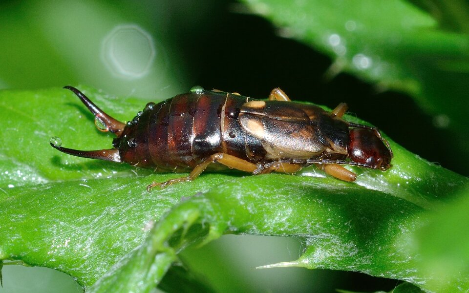 Forficula auricularia macro