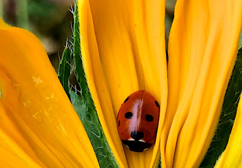 2019/365/270 Hello Ladybug 3