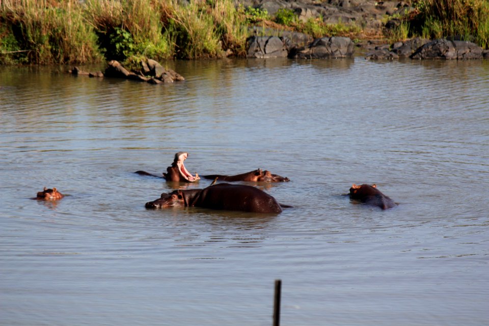 Hippos hippoing
