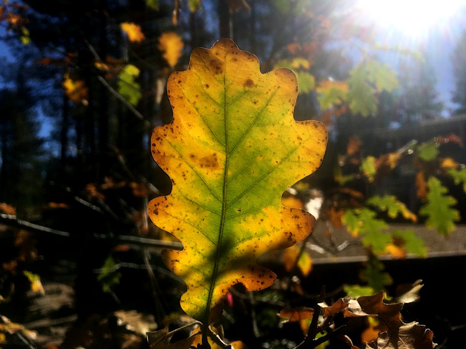 Yet Another Gorgeous Oak Leaf