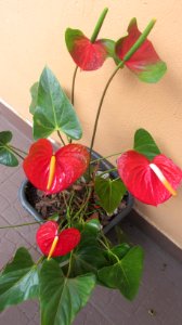 Anthurium