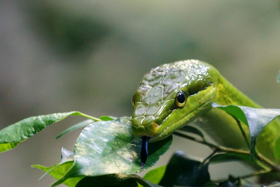 Green toxic reptile