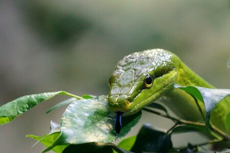 Green toxic reptile