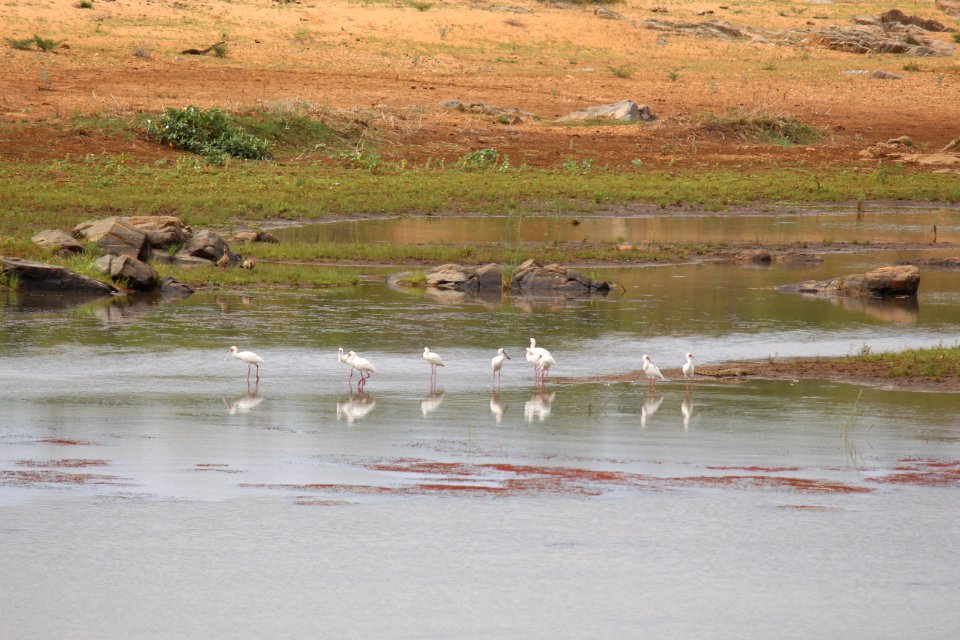African Spoonbills