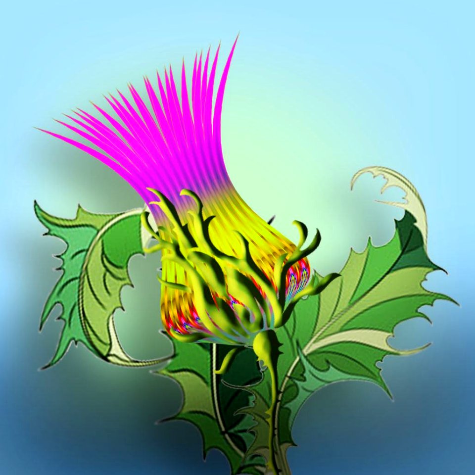 Thistle