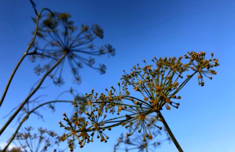 2020/366/241 Fractal Dill photo