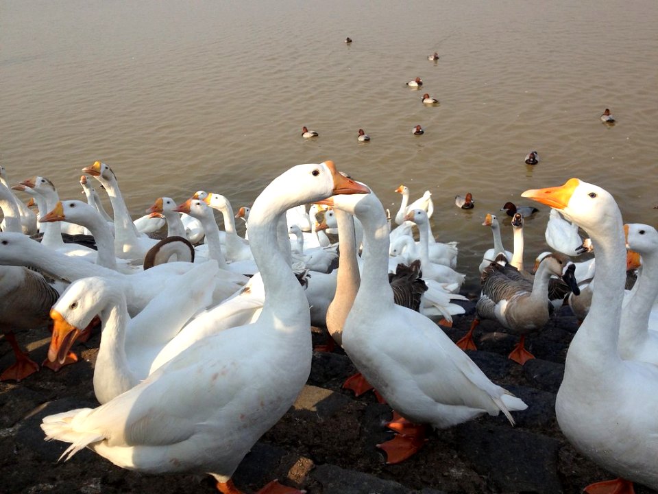 Sukhna Lake Chandigarh 2