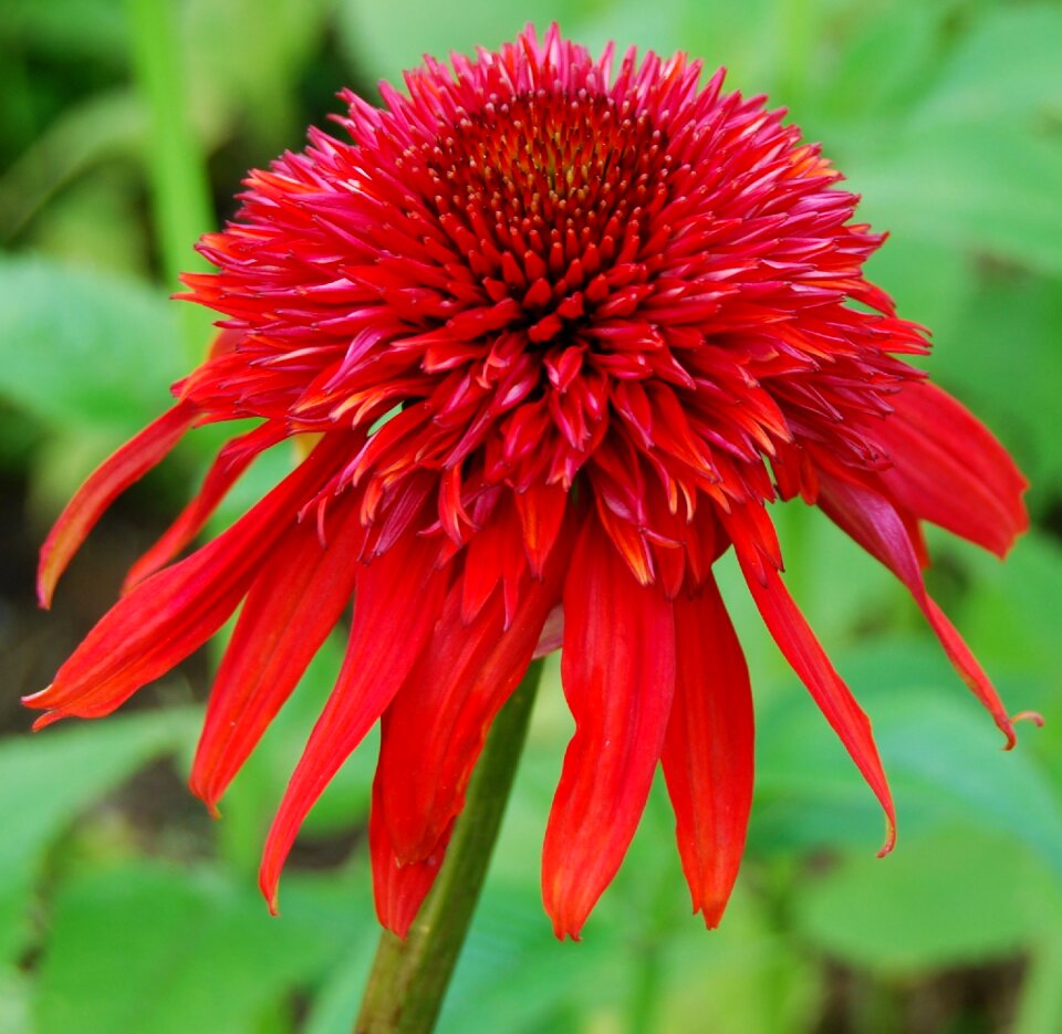Shining coneflower flower echinacea