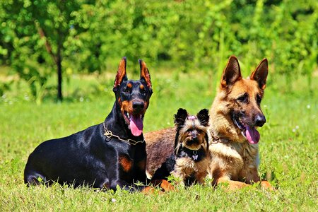 German shepherd grass dogs