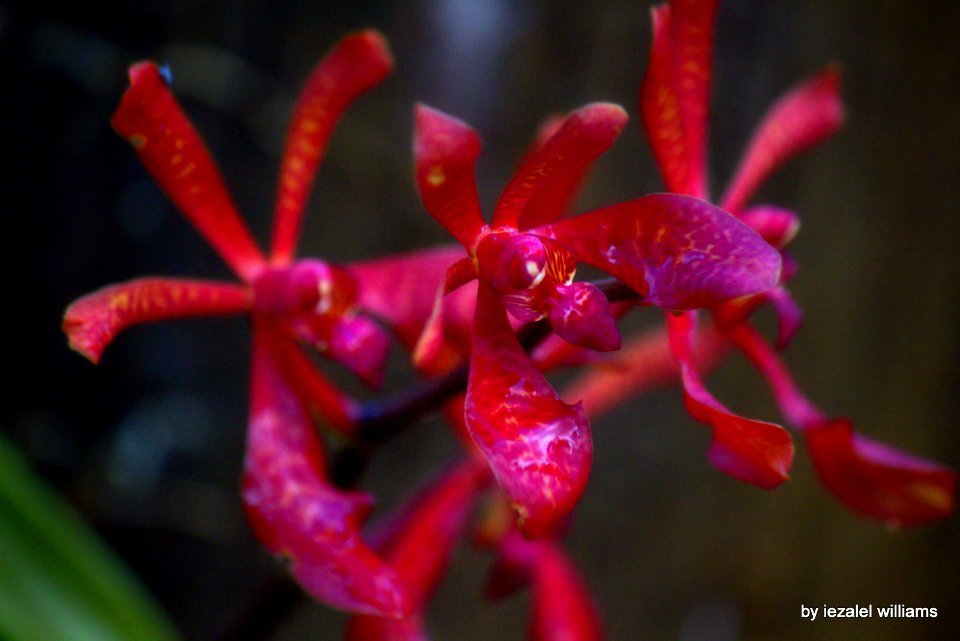 Red wild orchid by iezalel williams IMG 5420-003