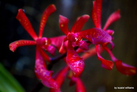 Red wild orchid by iezalel williams IMG 5420-003 photo