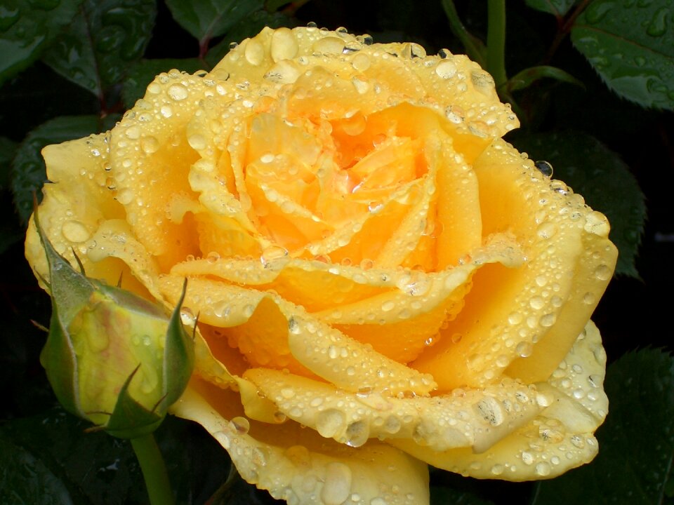 Bloom garden rose yellow
