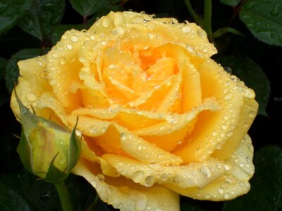 Bloom garden rose yellow