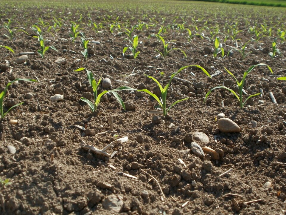 Corn plants cultivation
