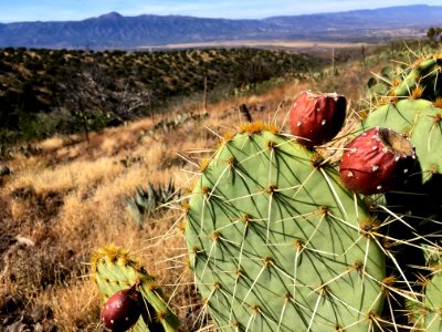 From Plump Cactus Fruits to Mingus Mountain