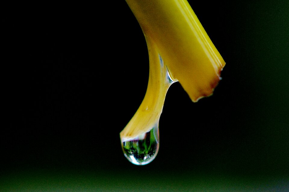 Stengel close up drop of water