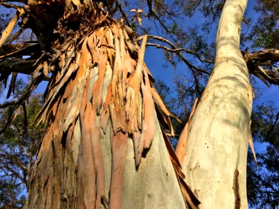 Peely Eucalyptus photo