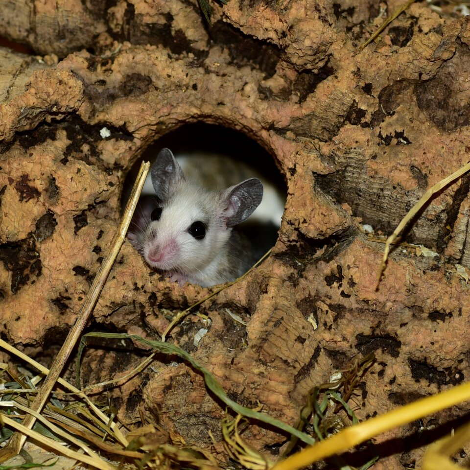 Rodent close up society