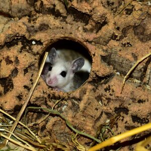 Rodent close up society