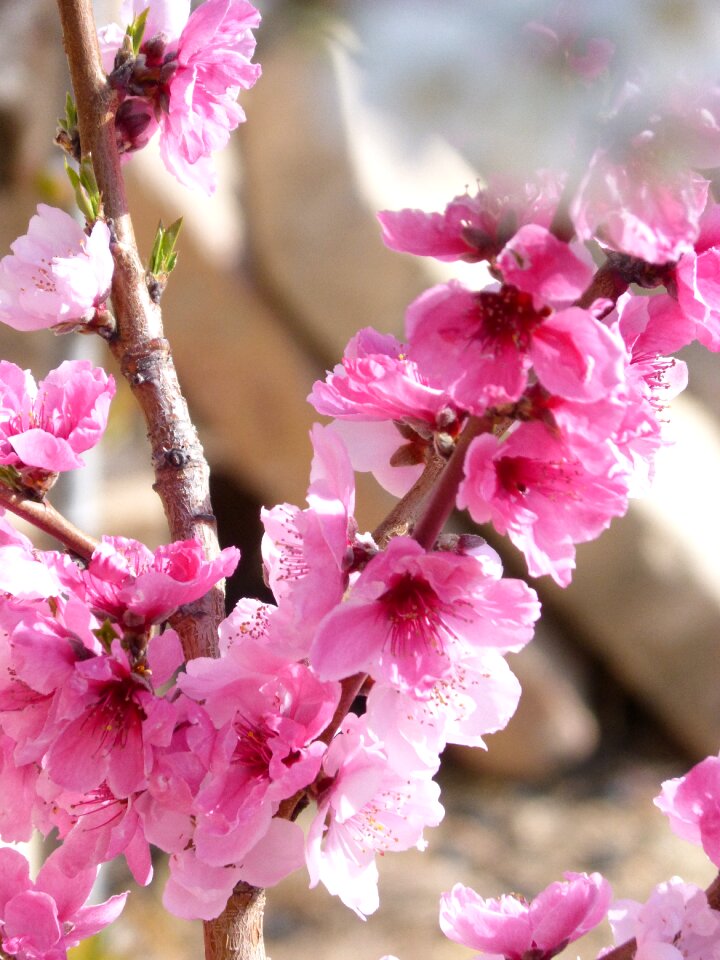 Pink spring summer