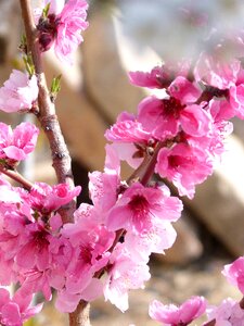 Pink spring summer