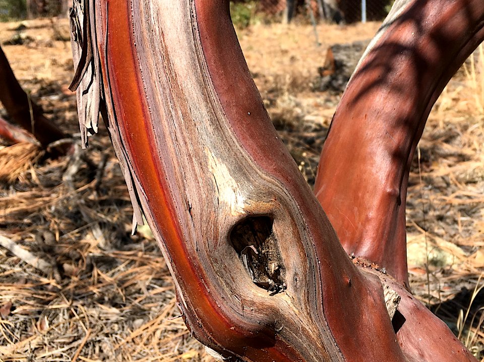 Manzanita Contours