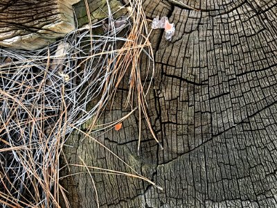 2017/365/44 Needles and Lines